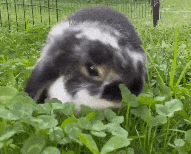a black and white rabbit is standing in the grass and looking at the camera .