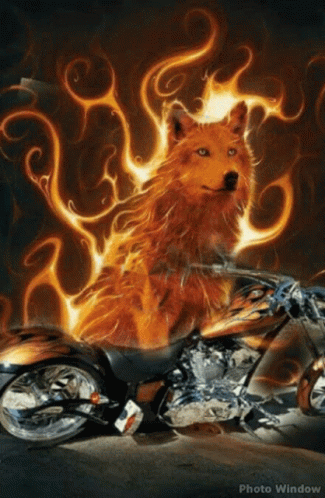 Wolf Motorcycle GIF - Wolf Motorcycle Firery GIFs