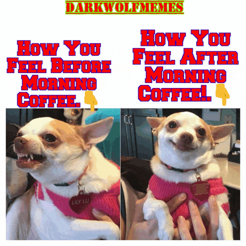 a picture of a dog with the words how you feel before morning coffee and how you feel after morning coffee