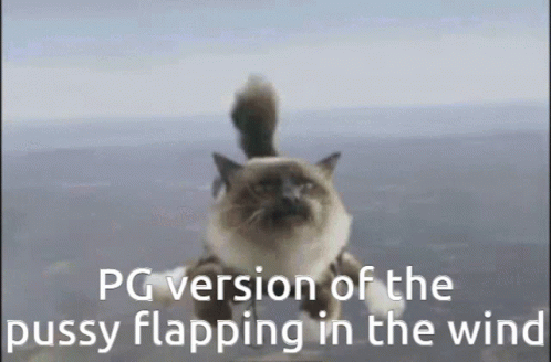 Pussy Flapping Skydiving Cat GIF - Pussy Flapping Skydiving Cat Cat GIFs