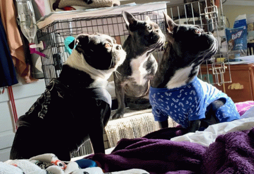 Dogs Frenchie Boston Terrier Cat King GIF - Dogs Frenchie Boston Terrier Cat King GIFs