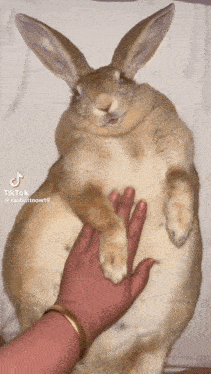 a person petting a rabbit that has tiktok written on the bottom