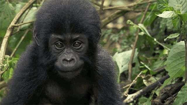 Looking How One Orphaned Gorilla Inspired Her To Save Hundreds More GIF - Looking How One Orphaned Gorilla Inspired Her To Save Hundreds More World Gorilla Day GIFs