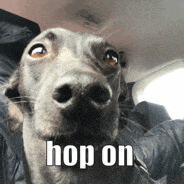 a close up of a dog with the words hop on written on it