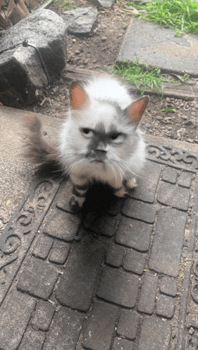 a cat is sitting on a door mat with a floral design
