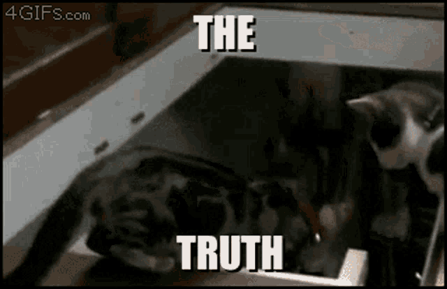 two cats are playing in a drawer with the words " the truth " below them
