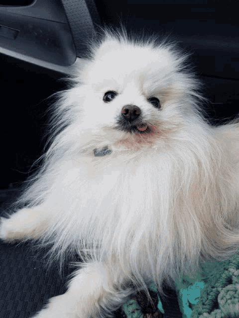 a small white dog with a tag that says ' i love you '