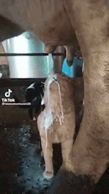a cat drinking milk from a cow 's udder .