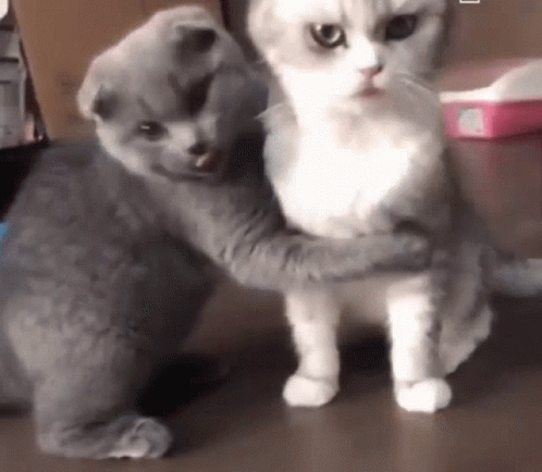 Hug Cats GIF - Hug Cats Kittens GIFs