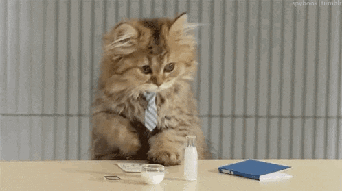 a fluffy cat wearing a tie is sitting at a table with a book and a bottle of milk .