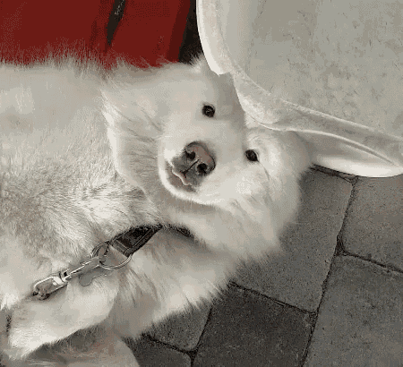 a white dog on a leash is laying on a brick floor