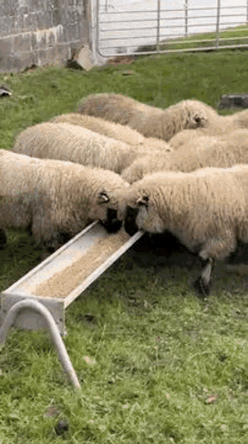 Whatdidyousay Sheep GIF - Whatdidyousay What Sheep GIFs