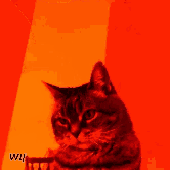 a cat is sitting in front of a red wall with the words wtf written on it