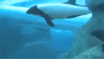 a couple of dolphins are swimming in the water