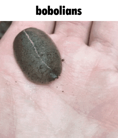 a person is holding a slug in their hand and the slug is labeled " bobolians "