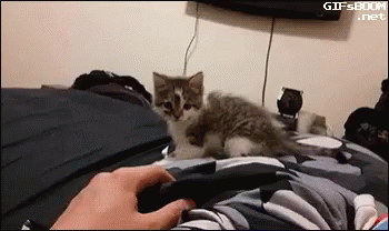 Kitten Scared GIF - Kitten Scared Surprised GIFs