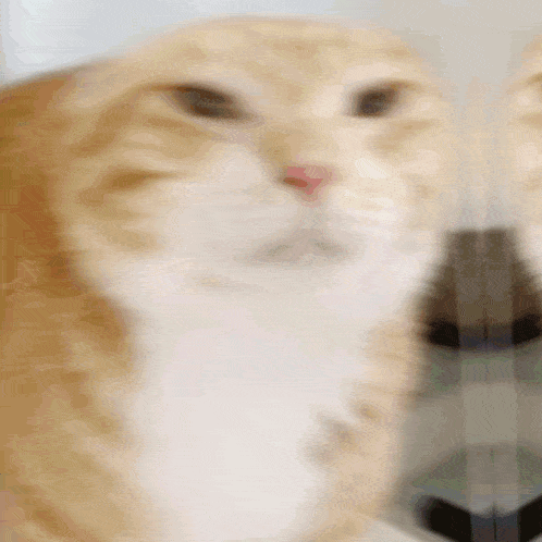 a blurry picture of a cat 's face looking at the camera