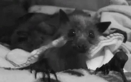 Bats Cute Animals GIF - Bats Cute Animals Funny Animals GIFs