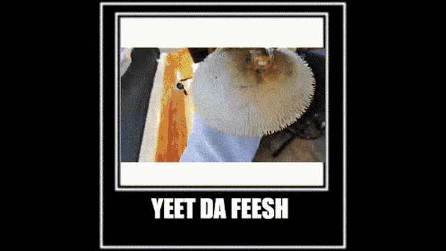 Yeet Feesh GIF - Yeet Feesh Feesh Yeet GIFs