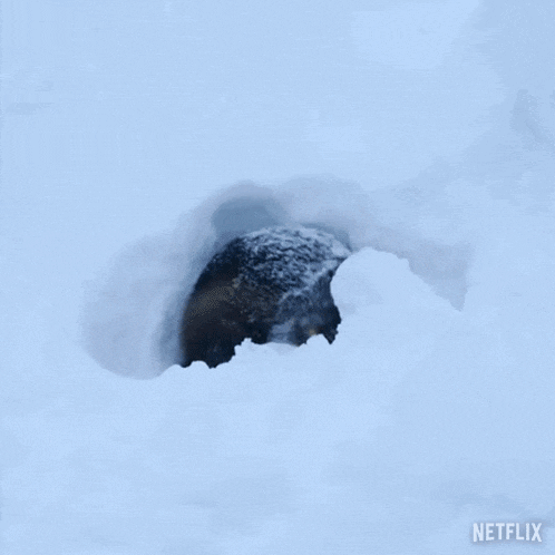 a furry animal in the snow with a netflix logo on the bottom right