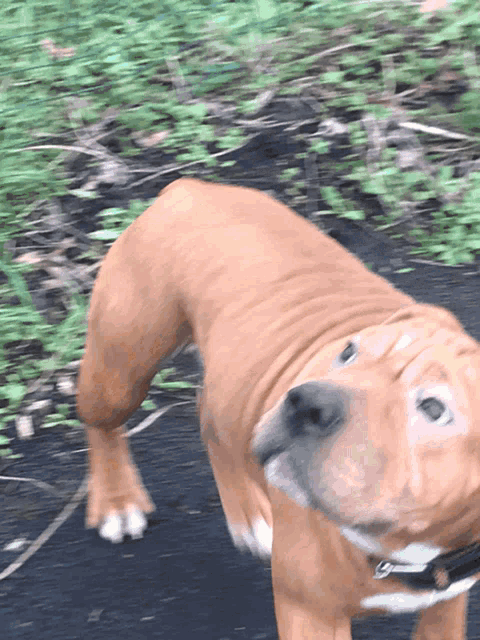 a brown dog with a black collar is walking on a path