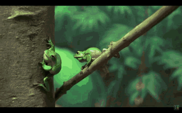 two green frogs are sitting on a tree branch with a watermark that says ' frogs ' on it