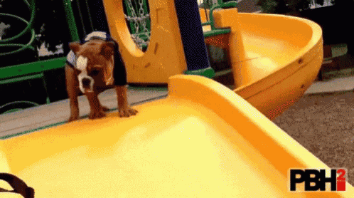 Bull Dog Dog GIF - Bull Dog Dog Slide GIFs
