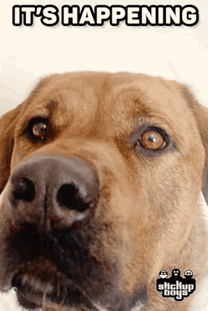 a picture of a dog with the words it 's happening