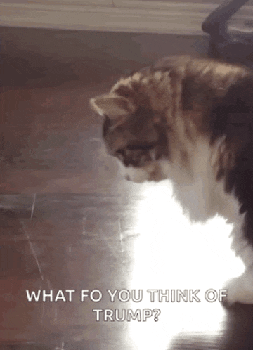a cat standing on a wooden floor with the words what fo you think of trump