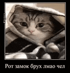 a cat is wrapped in a blanket and looking at the camera with a caption in russian .