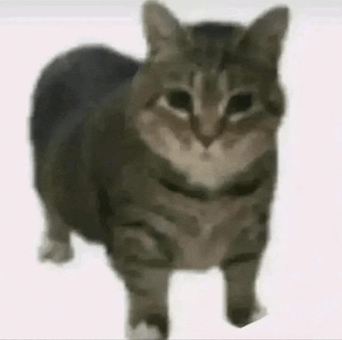 a close up of a cat standing on a white surface .