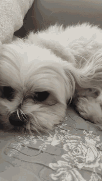 a small white dog is laying on a bed with a floral comforter