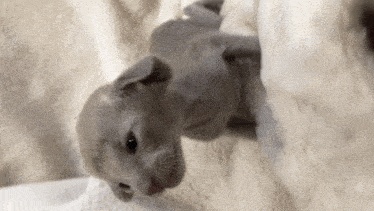 a gray kitten is laying on a white blanket
