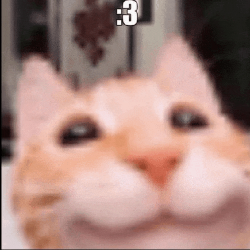 a close up of a cat 's face with a number 3 on it 's head .
