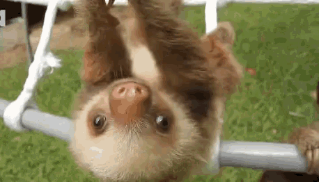 Eugene Sloths GIF - Eugene Sloths Playing GIFs