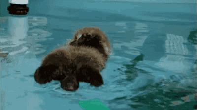 a baby sea otter is floating on its back in a pool of water .