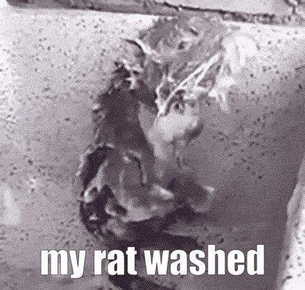 a black and white photo of a rat being washed in a bucket of water .