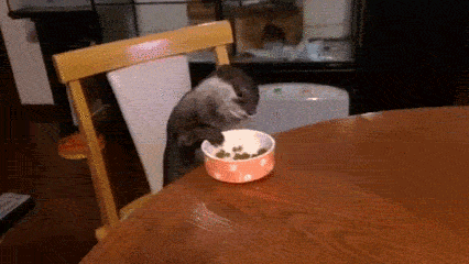 Otter Doing An Impersonation Of Stevie Wonder At The Dinner Table GIF - Possum Eat Nibble GIFs