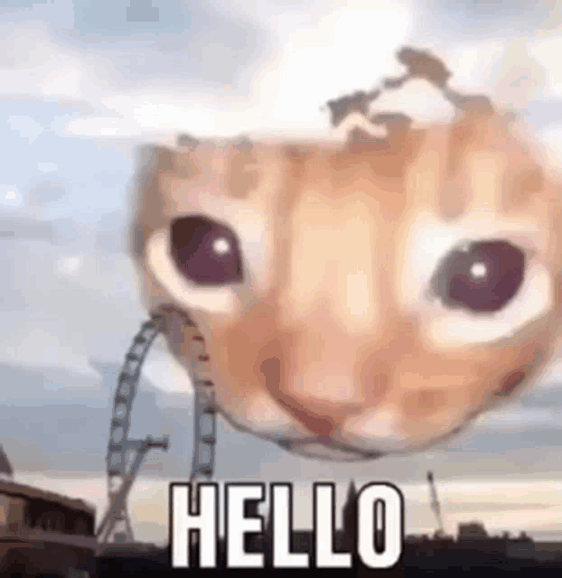 Hello Hi GIF - Hello Hi Cat GIFs