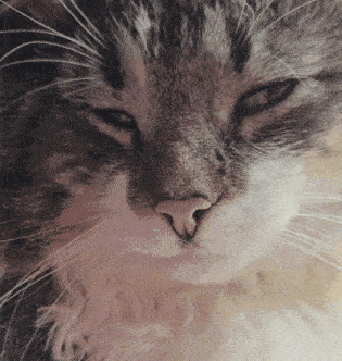 a close up of a cat 's nose and whiskers with its eyes closed