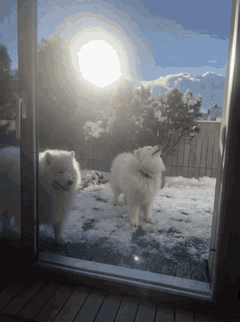 two dogs are standing in the snow looking out a window