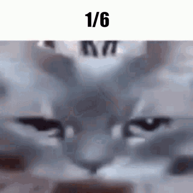 a close up of a cat 's face with the words `` 1/6 '' written above it .