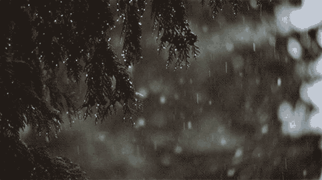 Snow In A Forest Snow And Trees GIF - Snow In A Forest Snow And Trees GIFs