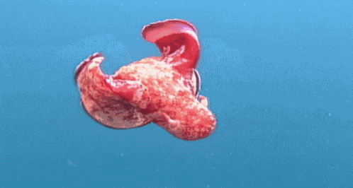 a red jellyfish is floating in the ocean