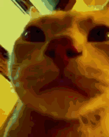 Kadirlo İnfinityss Cat GIF - Kadirlo İnfinityss Cat Cat GIFs