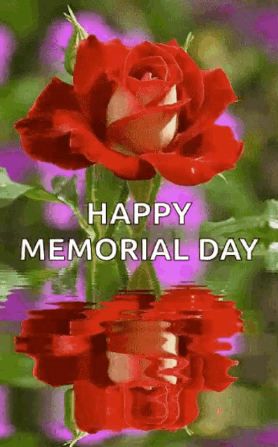 a red rose is reflected in the water with the words happy memorial day