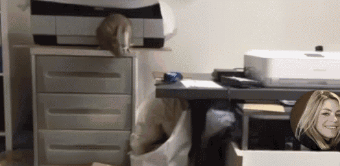 a cat is sitting on top of a dresser next to a printer
