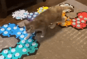 a cat is playing a game on a carpet