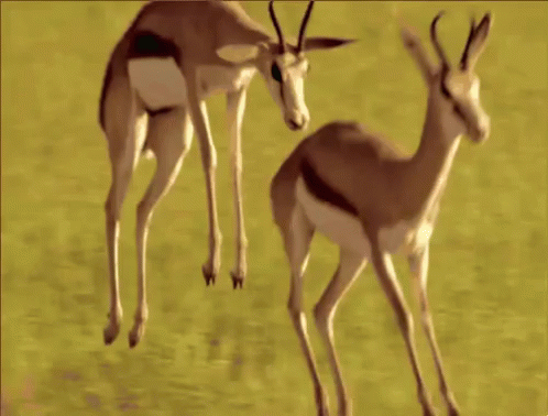 Dier GIF - Dier Gazelle Springen GIFs