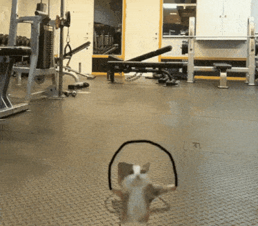 a dog wearing headphones stands in a gym looking at the camera